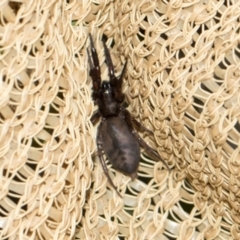 Clubionidae (family) at Higgins, ACT - 7 Dec 2023