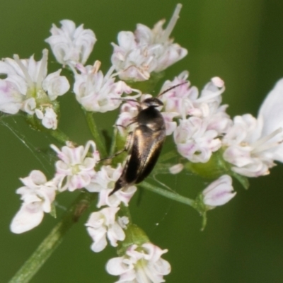 Mordella limbata (A pintail beetle) at Higgins, ACT - 9 Dec 2023 by AlisonMilton