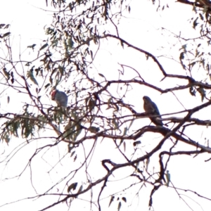 Callocephalon fimbriatum (identifiable birds) at Cook, ACT - suppressed