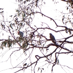 Callocephalon fimbriatum (identifiable birds) (Gang-gang Cockatoo (named birds)) at Cook, ACT - 7 Dec 2023 by CathB