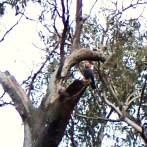 Callocephalon fimbriatum (identifiable birds) at Cook, ACT - suppressed