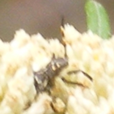 Hemiptera (order) (Unidentified True Bug) at Tuggeranong Hill NR  (TGH) - 8 Dec 2023 by MichaelMulvaney