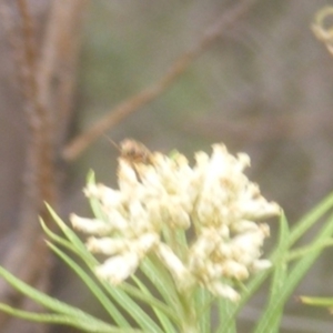 Chrysomelidae sp. (family) at Tuggeranong Hill NR  (TGH) - 9 Dec 2023