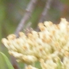 Diptera (order) (Fly - Unidentified) at Tuggeranong Hill NR  (TGH) - 9 Dec 2023 by MichaelMulvaney