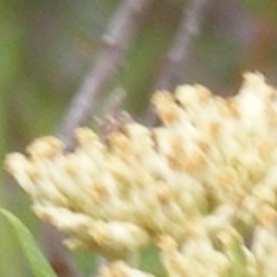 Diptera (order) (Fly - Unidentified) at Tuggeranong Hill NR  (TGH) - 9 Dec 2023 by MichaelMulvaney