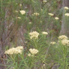 Diptera (order) at Tuggeranong Hill NR  (TGH) - 9 Dec 2023