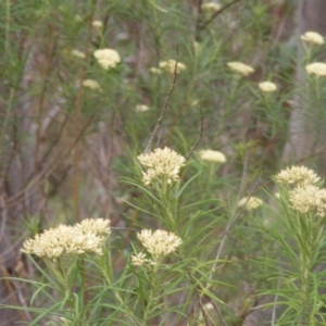 Diptera (order) at Tuggeranong Hill NR  (TGH) - 9 Dec 2023