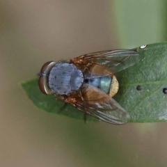 Calliphora sp. (genus) (Unidentified blowfly) at Turner, ACT - 27 Nov 2023 by ConBoekel