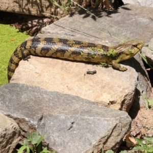 Tiliqua scincoides scincoides at Turner, ACT - 27 Nov 2023