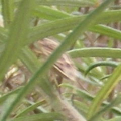 Pentatomidae (family) (Shield or Stink bug) at Tuggeranong Hill NR  (TGH) - 9 Dec 2023 by MichaelMulvaney