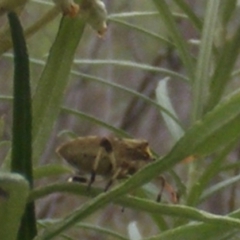 Pentatomidae (family) at Tuggeranong Hill NR  (TGH) - 9 Dec 2023