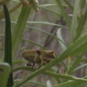 Pentatomidae (family) at Tuggeranong Hill NR  (TGH) - 9 Dec 2023