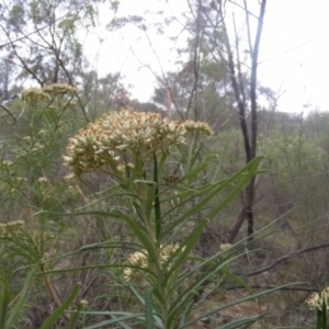 Pentatomidae (family) at Tuggeranong Hill NR  (TGH) - 9 Dec 2023