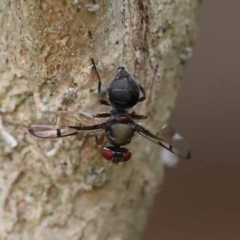 Pogonortalis doclea (Boatman fly) at Turner, ACT - 27 Nov 2023 by ConBoekel