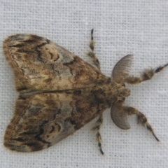 Orgyia australis (Painted Pine Moth) at Sheldon, QLD - 8 Dec 2007 by PJH123