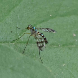 Heteropsilopus sp. (genus) at Turner, ACT - 27 Nov 2023 02:28 PM