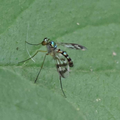 Heteropsilopus sp. (genus) (A long legged fly) at Turner, ACT - 27 Nov 2023 by ConBoekel