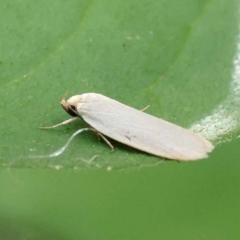 Philobota productella (Pasture Tunnel Moth) at Turner, ACT - 27 Nov 2023 by ConBoekel