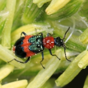 Dicranolaius bellulus at Higgins, ACT - 9 Dec 2023 01:07 PM