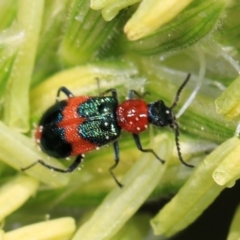 Dicranolaius bellulus (Red and Blue Pollen Beetle) at Higgins, ACT - 9 Dec 2023 by AlisonMilton