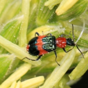 Dicranolaius bellulus at Higgins, ACT - 9 Dec 2023