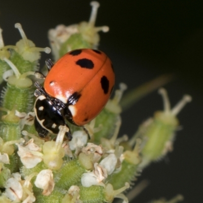 Hippodamia variegata (Spotted Amber Ladybird) at Higgins, ACT - 9 Dec 2023 by AlisonMilton