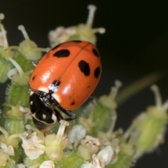 Hippodamia variegata at Higgins, ACT - 9 Dec 2023