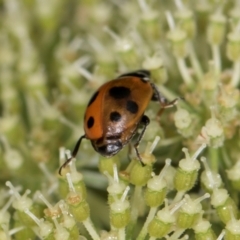 Hippodamia variegata at Higgins, ACT - 9 Dec 2023