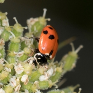 Hippodamia variegata at Higgins, ACT - 9 Dec 2023