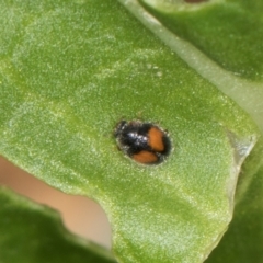 Diomus notescens (Little two-spotted ladybird) at Higgins, ACT - 9 Dec 2023 by AlisonMilton