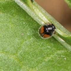 Diomus notescens at Higgins, ACT - 9 Dec 2023 01:16 PM