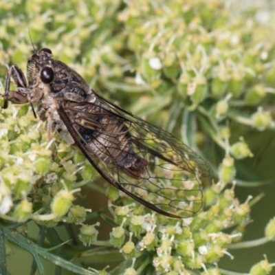 Yoyetta celis (Silver Princess Cicada) at Higgins, ACT - 9 Dec 2023 by AlisonMilton