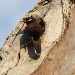 Acridotheres tristis (Common Myna) at Higgins, ACT - 6 Dec 2023 by AlisonMilton