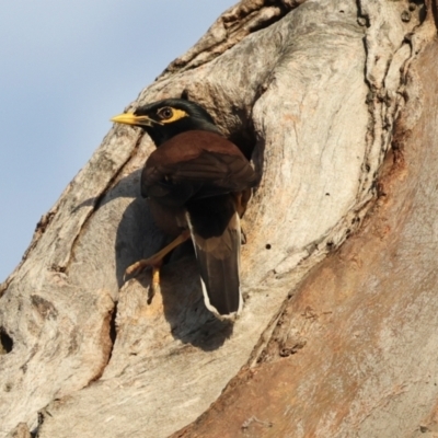 Acridotheres tristis (Common Myna) at Higgins, ACT - 7 Dec 2023 by AlisonMilton