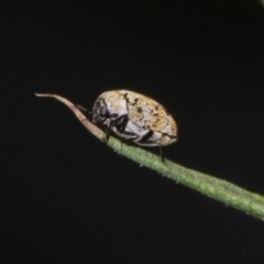 Anthrenus verbasci (Varied or Variegated Carpet Beetle) at Higgins, ACT - 9 Dec 2023 by AlisonMilton