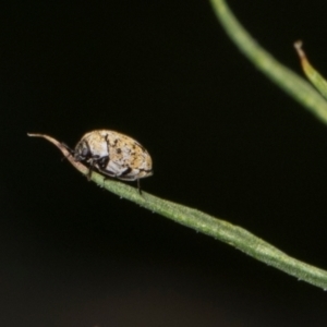 Anthrenus verbasci at Higgins, ACT - 9 Dec 2023 01:11 PM