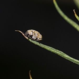 Anthrenus verbasci at Higgins, ACT - 9 Dec 2023 01:11 PM