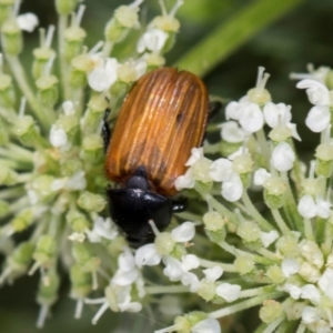 Phyllotocus rufipennis at Higgins, ACT - 9 Dec 2023