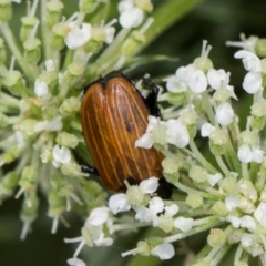 Phyllotocus rufipennis at Higgins, ACT - 9 Dec 2023