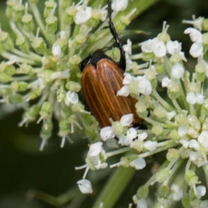 Phyllotocus rufipennis at Higgins, ACT - 9 Dec 2023