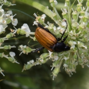 Phyllotocus rufipennis at Higgins, ACT - 9 Dec 2023