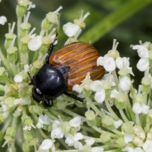 Phyllotocus rufipennis at Higgins, ACT - 9 Dec 2023