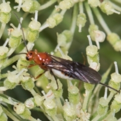 Braconidae (family) (Unidentified braconid wasp) at Higgins, ACT - 9 Dec 2023 by AlisonMilton