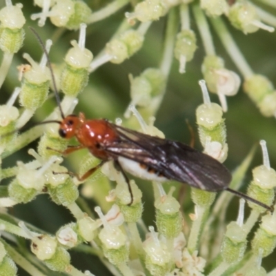 Braconidae (family) (Unidentified braconid wasp) at Higgins, ACT - 9 Dec 2023 by AlisonMilton