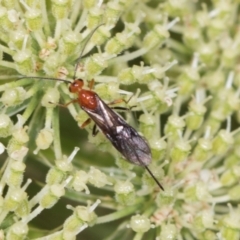 Braconidae (family) at Higgins, ACT - 9 Dec 2023 01:30 PM