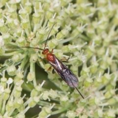 Braconidae (family) at Higgins, ACT - 9 Dec 2023 01:30 PM