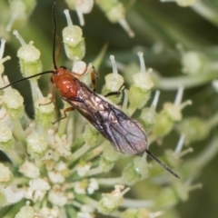 Braconidae (family) at Higgins, ACT - 9 Dec 2023