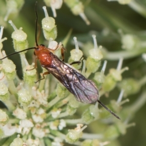 Braconidae (family) at Higgins, ACT - 9 Dec 2023 01:30 PM