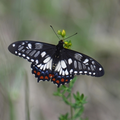 Papilio anactus (Dainty Swallowtail) at Hughes, ACT - 7 Dec 2023 by g4vpmuk