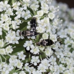 Mordella sp. (genus) (Pintail or tumbling flower beetle) at Higgins, ACT - 9 Dec 2023 by AlisonMilton